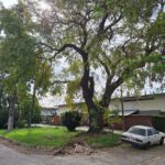 Historias de Barios de Talca: La Población Argentina y su frondoso ceibo en la plazoleta San Martín